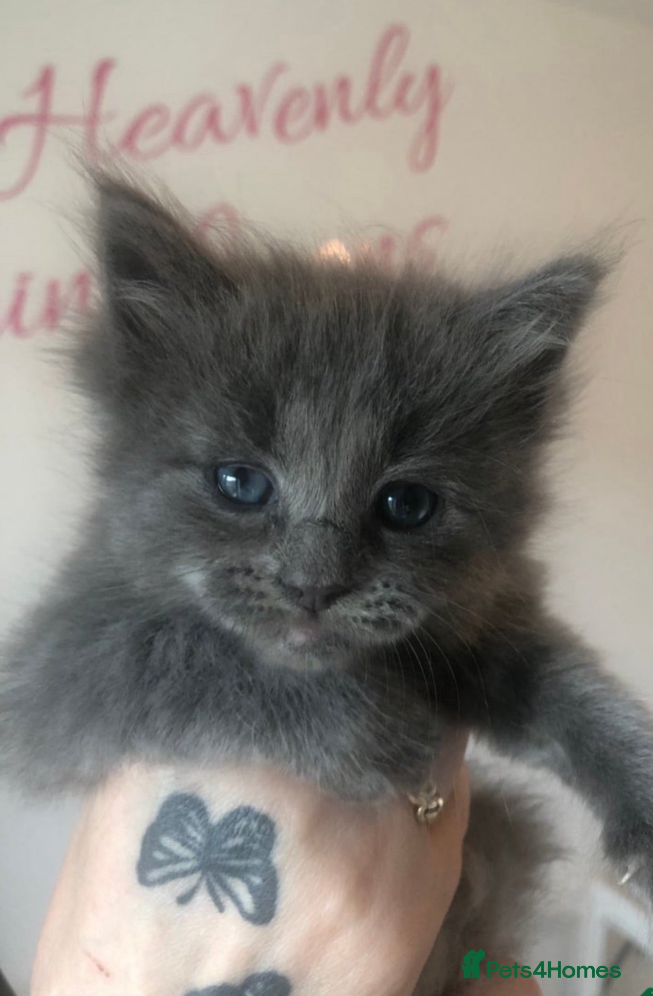 Maine Coon cats GCCF Registered MaineCoon Blue/Black Smoke & White - Advert 1