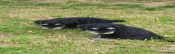 Miniature Schnauzer dogs for sale: 3 stunning Mini schnauzer girls - Advert 8