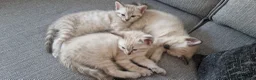 Mixed Breed cats for sale: Stunning and adorable mixed breed kittens - Advert 9