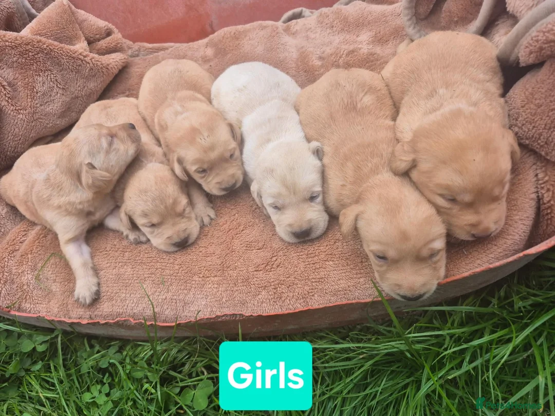 Labrador Retriever dogs for sale: 🐾 Labrador Puppies – Fox Red & Golden 🐾 - Advert 15