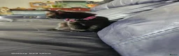 Mixed Breed cats for sale: 5 little kittens ready for the new lovely homes  ! in Cheltenham - Advert 32