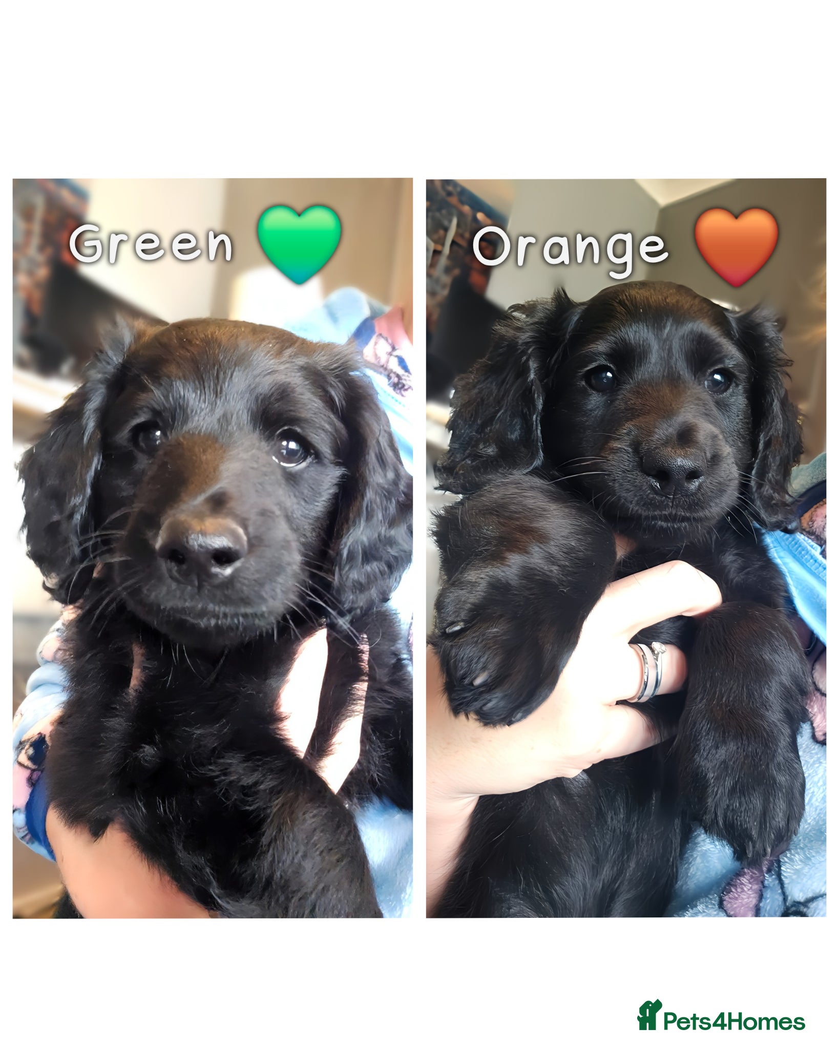 Mixed Breed dogs Dachshund x Labradoodle ready to go! 🌟 - Advert 12