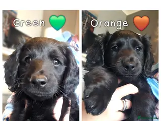 Mixed Breed dogs Dachshund x Labradoodle ready to go! 🌟 - Advert 12