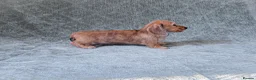 Miniature Dachshund dogs for sale: Silkie Mini Dachshund Puppies  - Advert 13