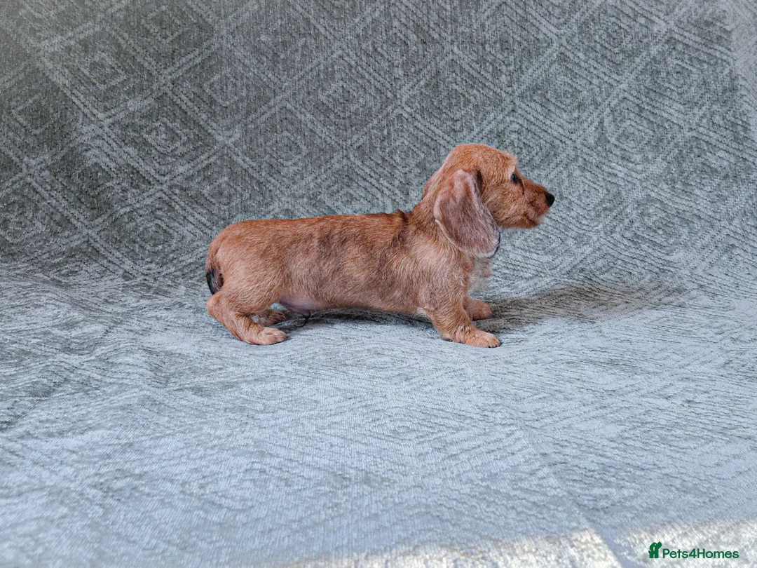 Miniature Dachshund dogs for sale: Silkie Mini Dachshund Puppies  - Advert 13