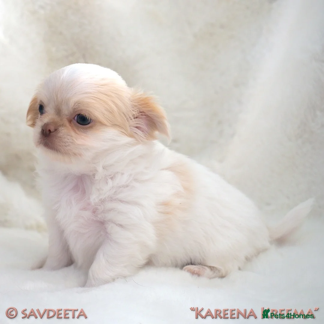 Chihuahua dogs for sale: Adorable KC Reg Long-coat Chihuahua Puppies - Advert 11