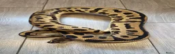 Python Snake reptiles for sale: Adult Super Leopard Special YB Het Clown Het Pied in Leighton Buzzard - Advert 2