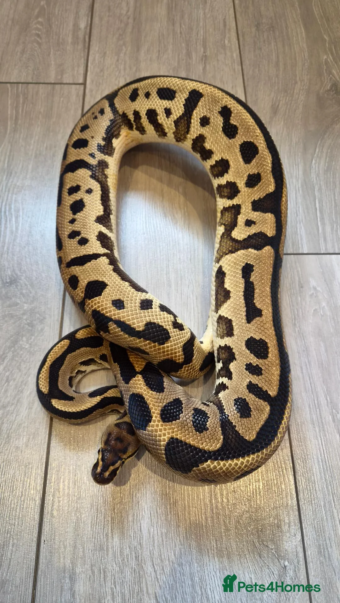 Python Snake reptiles for sale: Adult Super Leopard Special YB Het Clown Het Pied in Leighton Buzzard - Advert 2