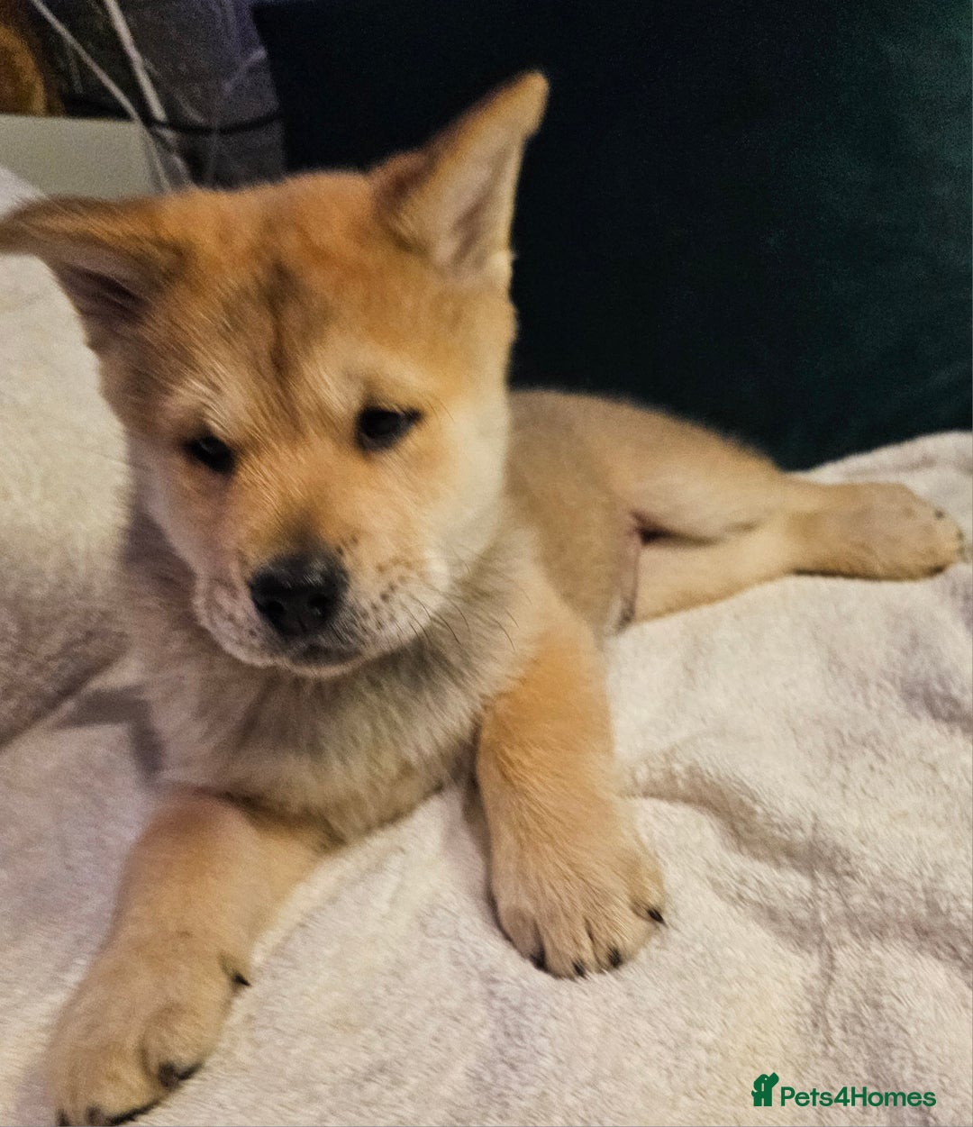 Mixed Breed dogs for sale: Chowsky puppies ready to go chow x siberian husky - Advert 19