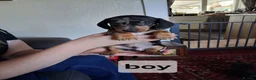Dachshund dogs for sale: Dacshund  - Advert 9
