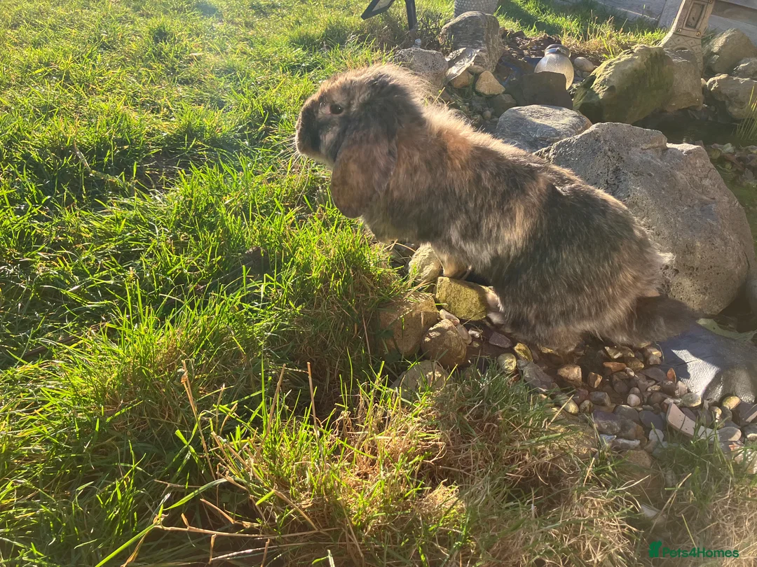 Mixed Breed rabbits for sale: 2 Male Lop Rabbits - very friendly - Advert 3