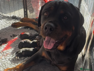 Rottweiler dogs Last pup remaining 🇩🇪German bloodline🇩🇪 - Advert 7