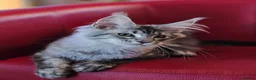 Maine Coon cats for sale: BEAUTIFUL MAINE COON KITTENS FOR SALE - Advert 23
