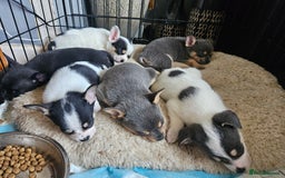 Mixed Breed dogs for sale: French poms *READY NOW 2 LEFT* - Image 14