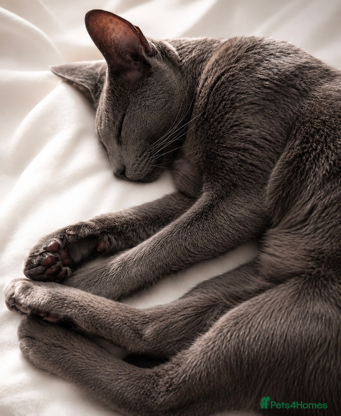 Russian Blue cats Mr binx - Advert 1