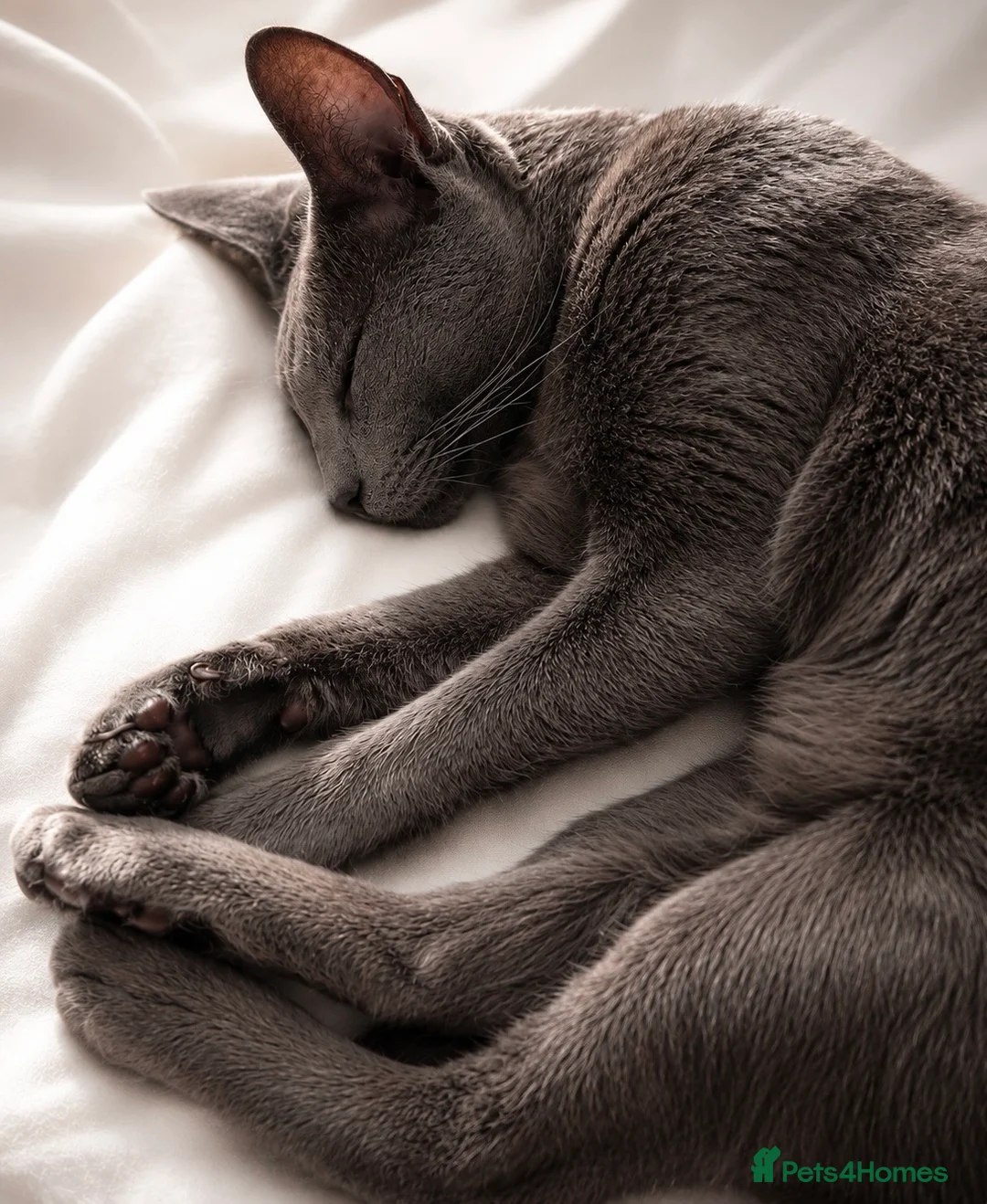 Russian Blue cats for sale: Mr binx - Advert 1