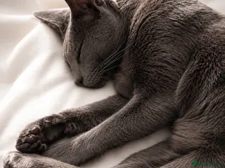 Russian Blue cats Mr binx - Advert 1