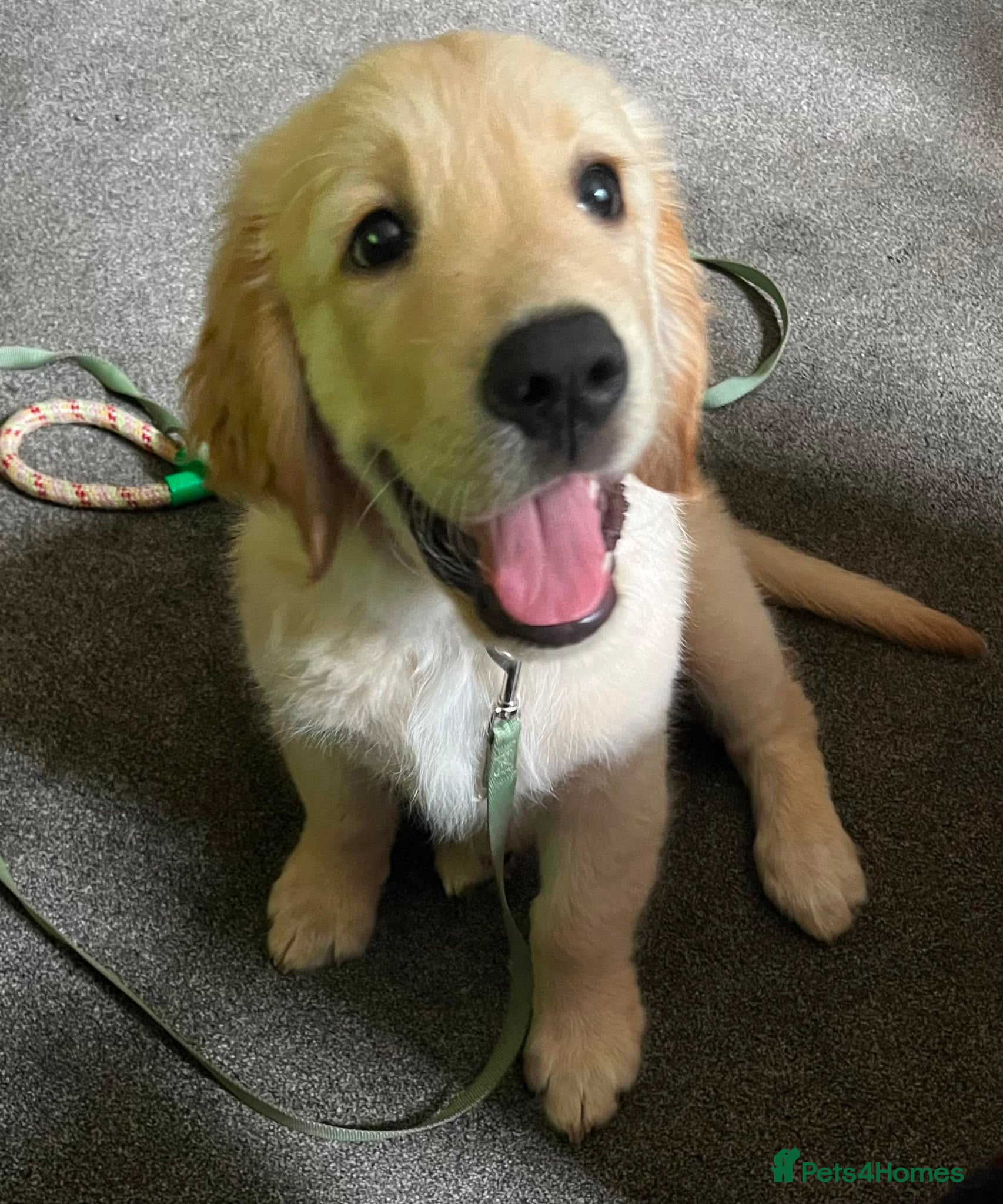 Golden Retriever dogs Golden Retriever Boy – 14 Weeks – KC Registered - Advert 9