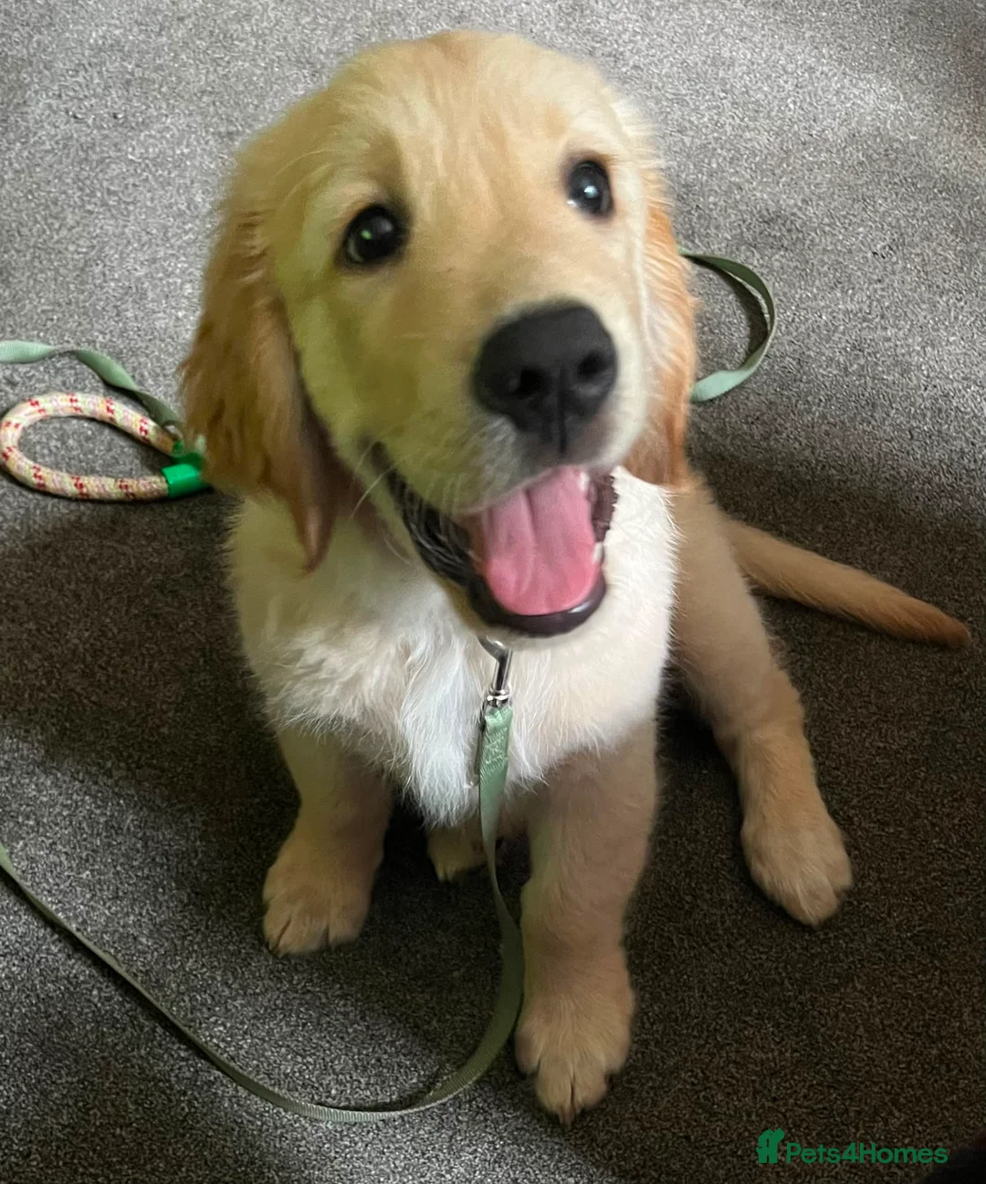 Golden Retriever dogs for sale: Golden Retriever Boy – 14 Weeks – KC Registered - Advert 1