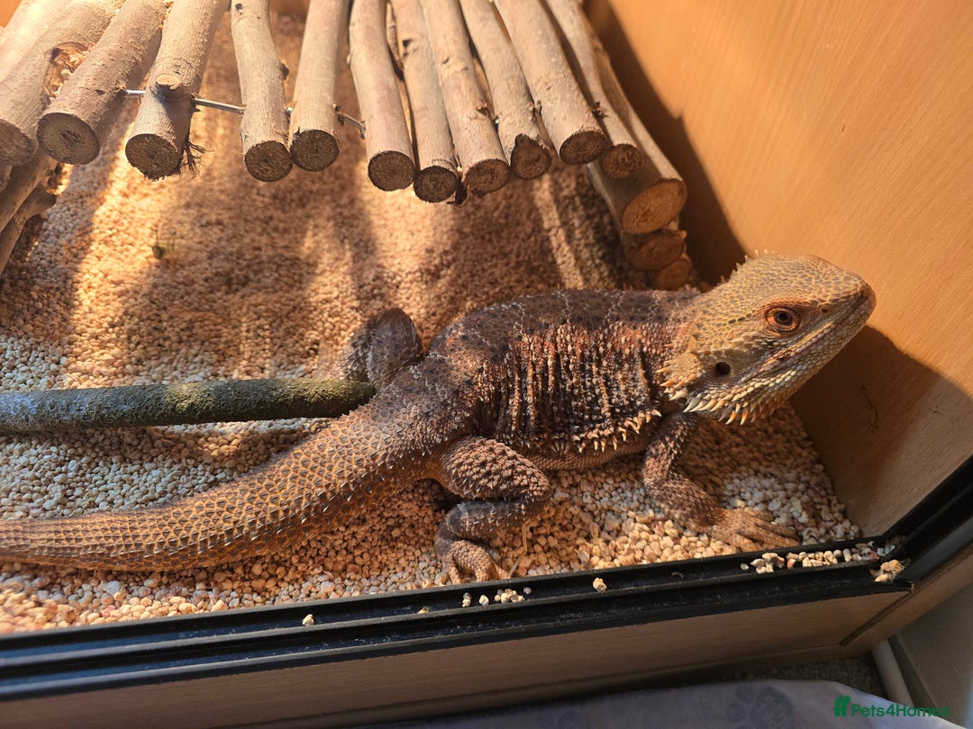 Bearded Dragon reptiles for sale: Buddy the bearded dragon  - Advert 2