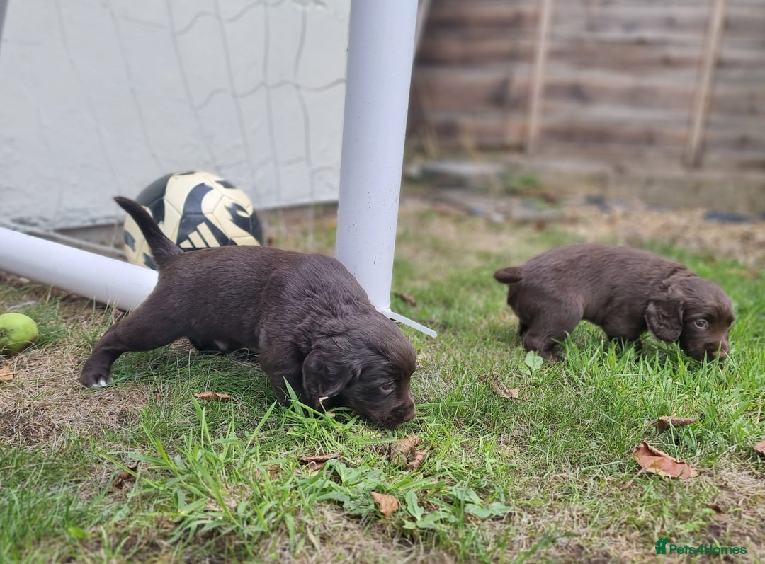 Cocker Spaniel dogs for sale: KC registered cocker spaniels - Image 22