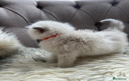 Ragdoll cats for sale: Ragdoll kittens -all reserved😺 - Image 35