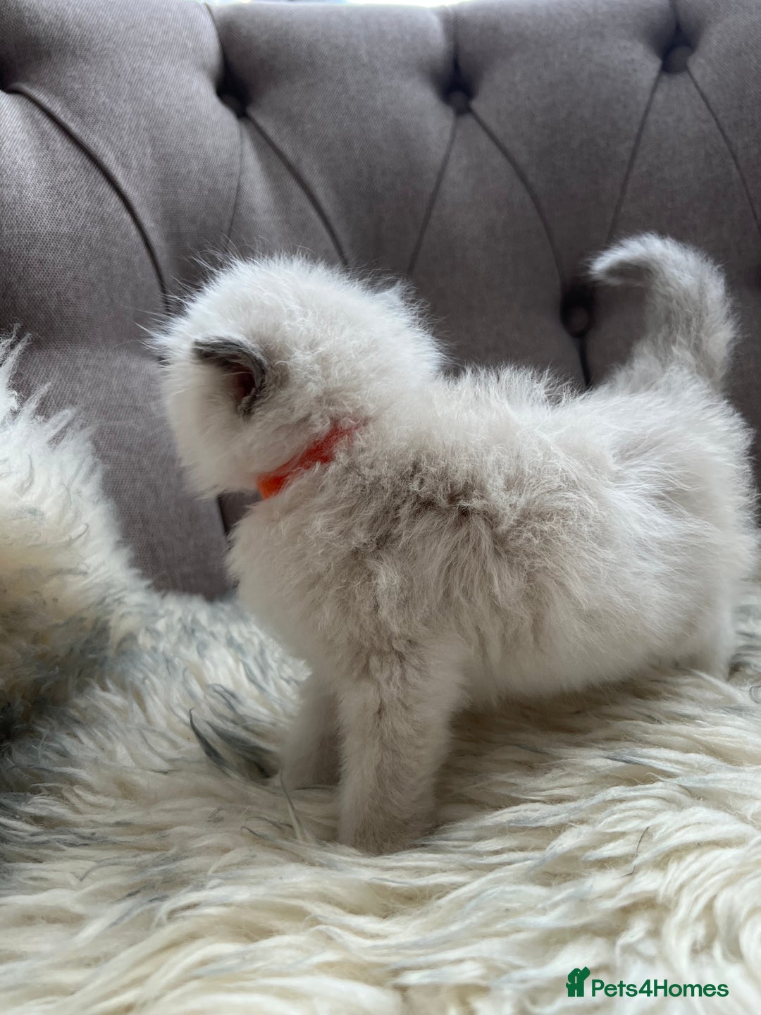 Ragdoll cats for sale: Ragdoll kittens -all reserved😺 - Image 35