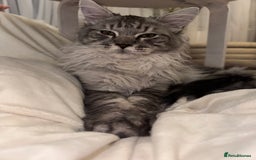 Maine Coon cats for sale: Male Maine coon - Image 5