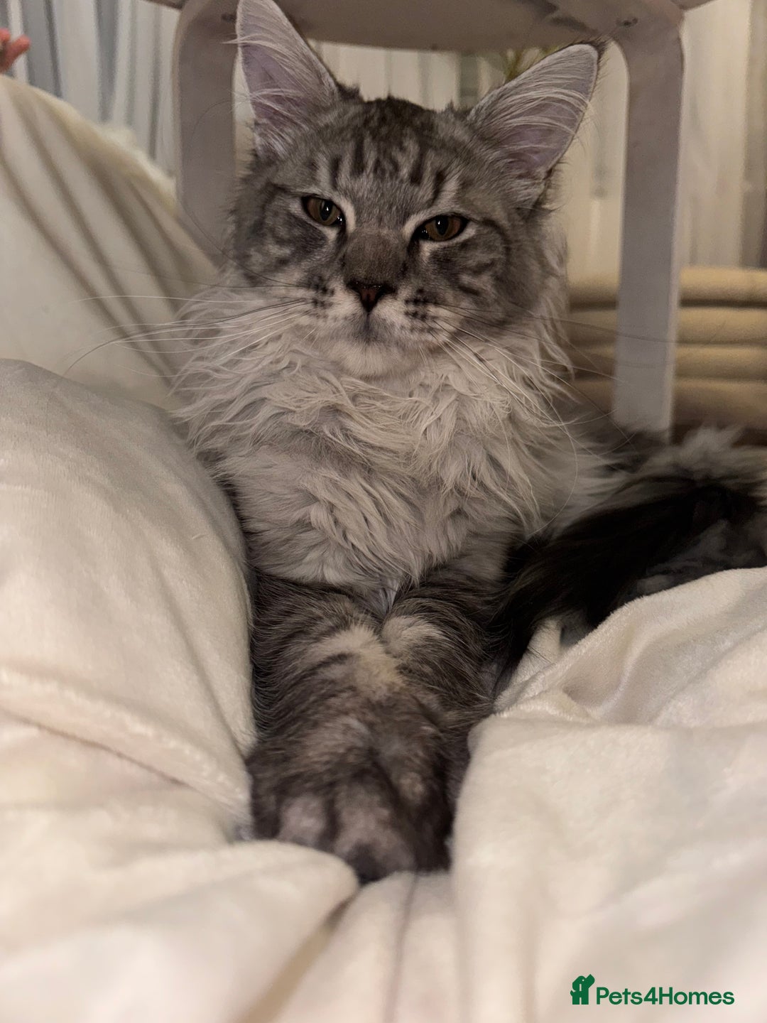 Maine Coon cats for sale: Male Maine coon - Image 5