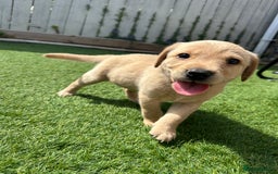 Labrador Retriever dogs for sale: One Beautiful KC Reg Lab Puppy Left- Ready Now - Image 13