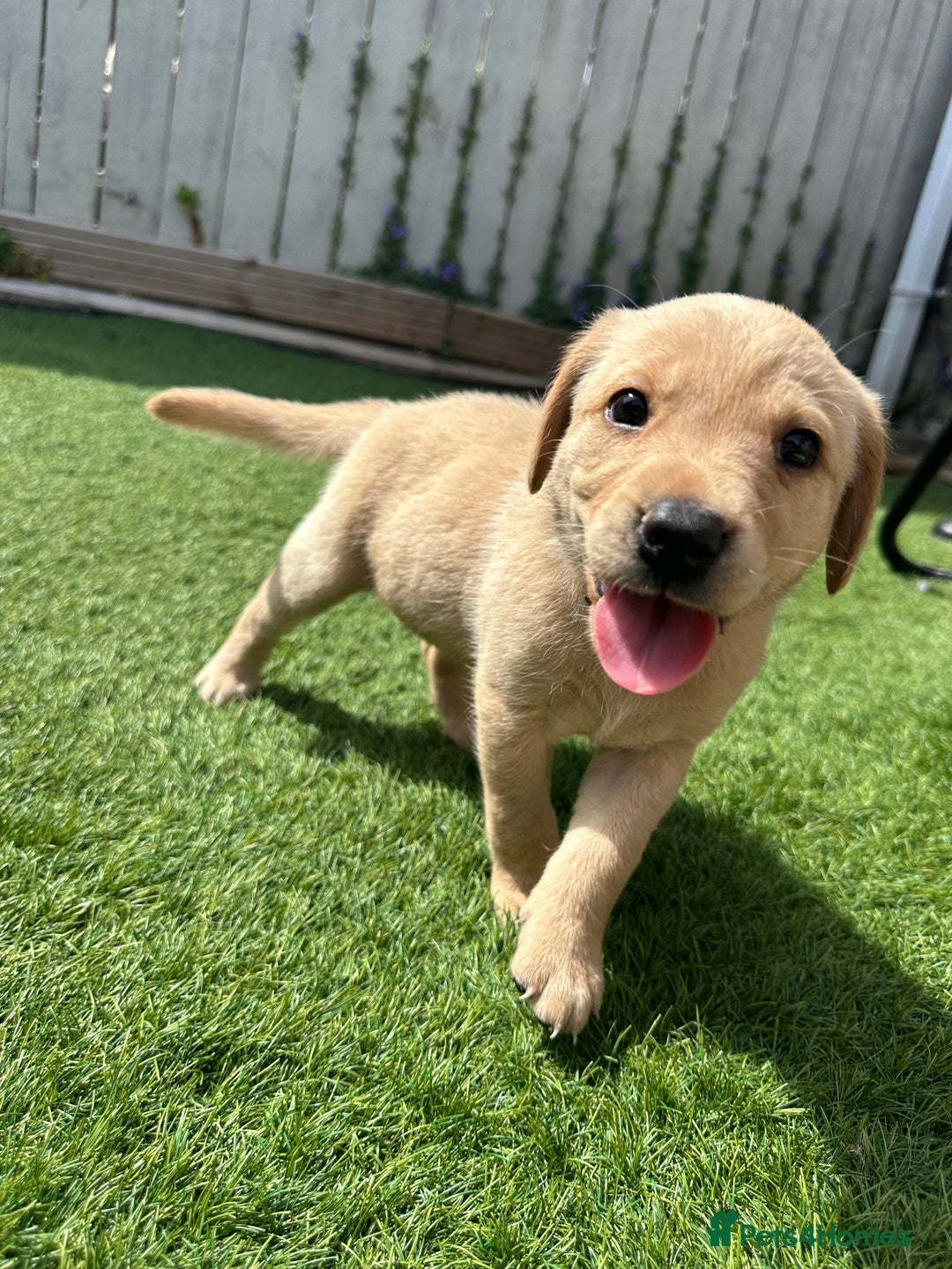 Labrador Retriever dogs for sale: One Beautiful KC Reg Lab Puppy Left- Ready Now - Image 13