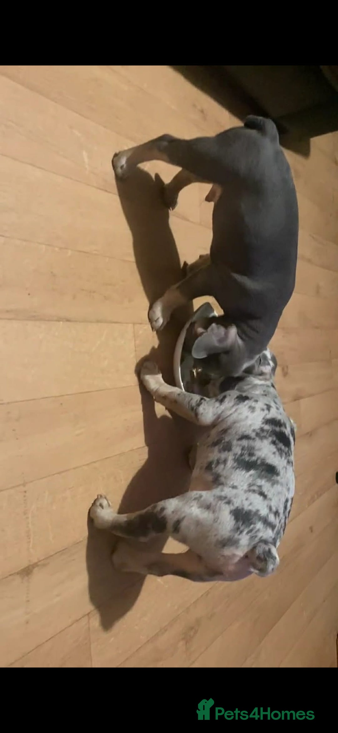 French Bulldog dogs for sale: 2 french bulldog boys  - Advert 4