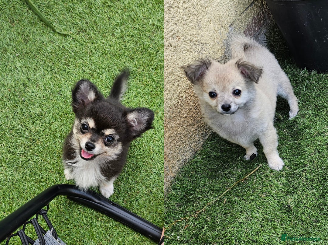 Chihuahua dogs for sale: Long coat Stunning K.C Reg. Puppies **READY NOW** - Image 2