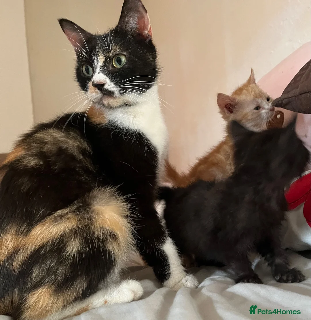 Mixed Breed cats for sale: Last 2 kittens left - Advert 2