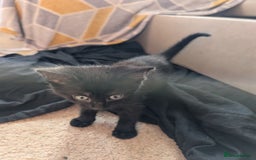 Mixed Breed cats for sale: All black and black/white kittens for sale - Image 4