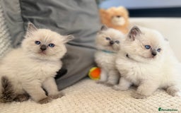 Ragdoll cats for sale: Stunning Bluepoint Ragdoll Kittens for sale - Image 34