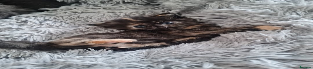 Tortoiseshell