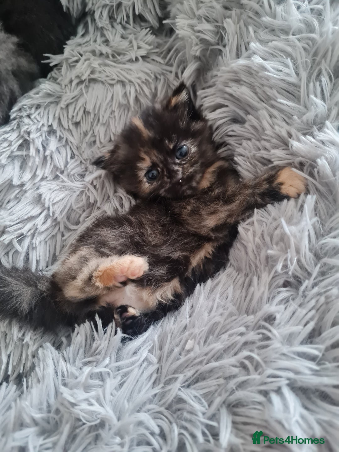 Mixed Breed cats for sale: 🐾 3 Adorable Kittens 2 female 1 male - Image 9