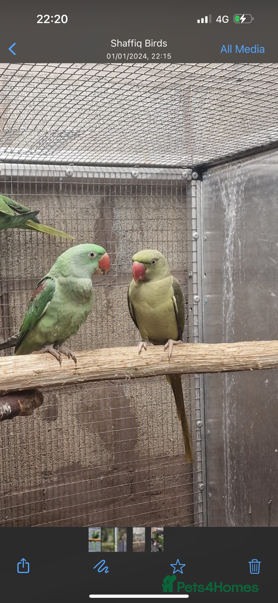 Parrots birds Alexandrin grey green male and split female green  - Advert 2