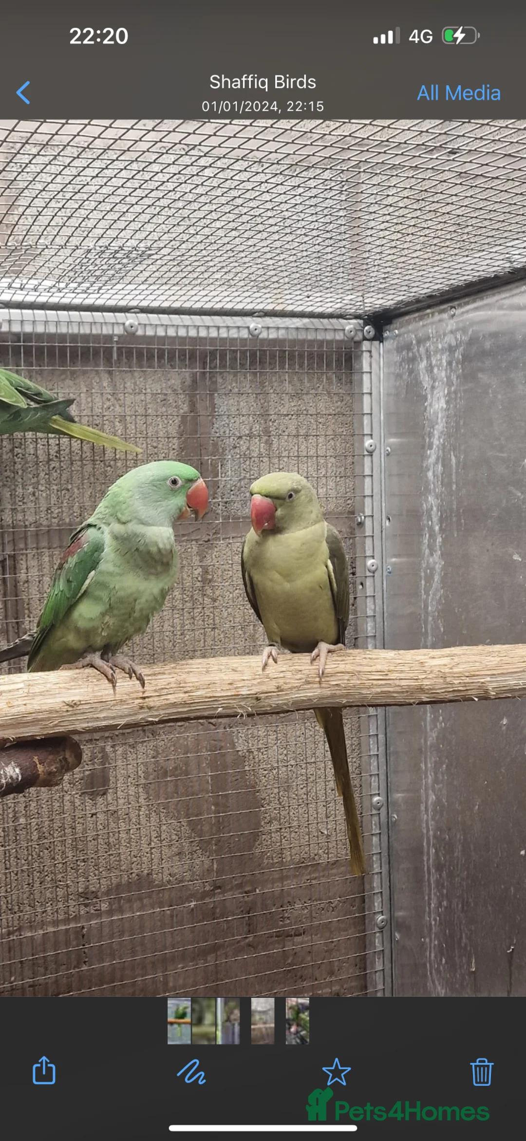 Parrots birds for sale: Alexandrin grey green male and split female green  - Advert 1