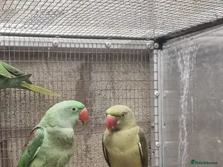 Parrots birds Alexandrin grey green male and split female green - Advert 2