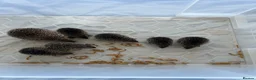 Pygmy Hedgehog rodents for sale: Trio of lesser tenrecs  - Advert 4