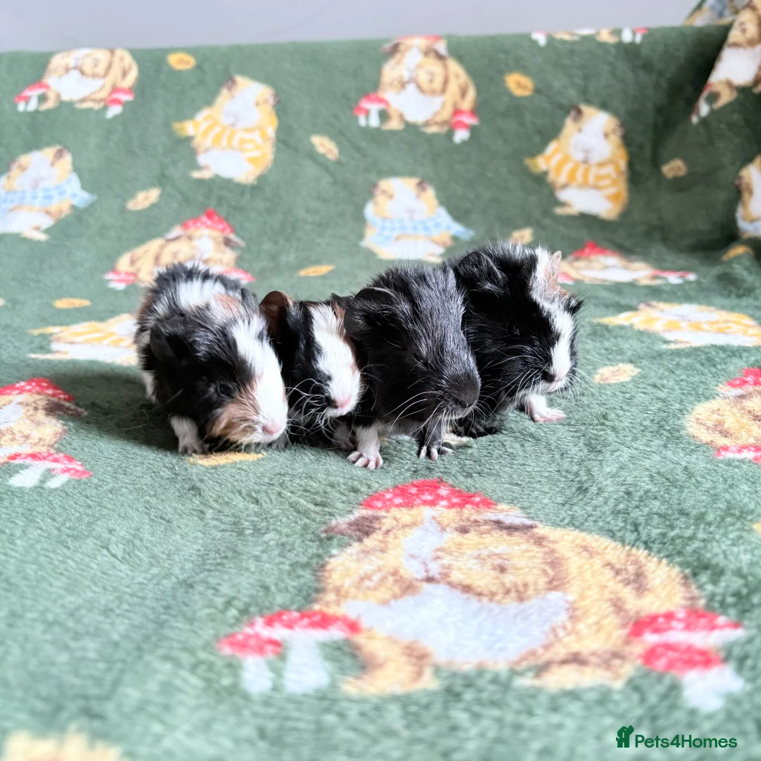 Guinea Pig rodents for sale: Beautiful Guniea pigs for sale Girls & Boys  - Advert 1