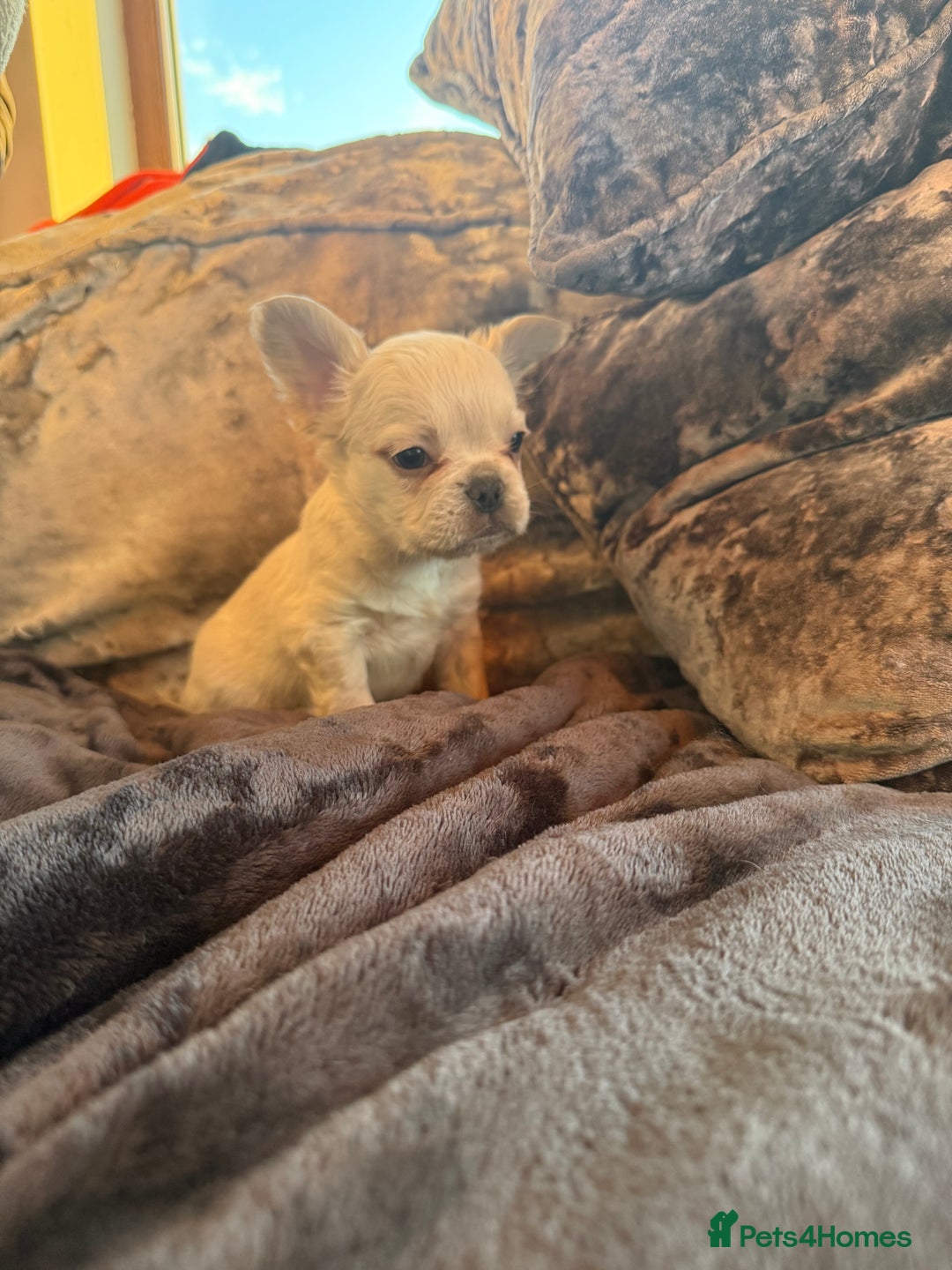 French Bulldog dogs for sale: Stunning Fluffy French bulldog puppies - Image 8