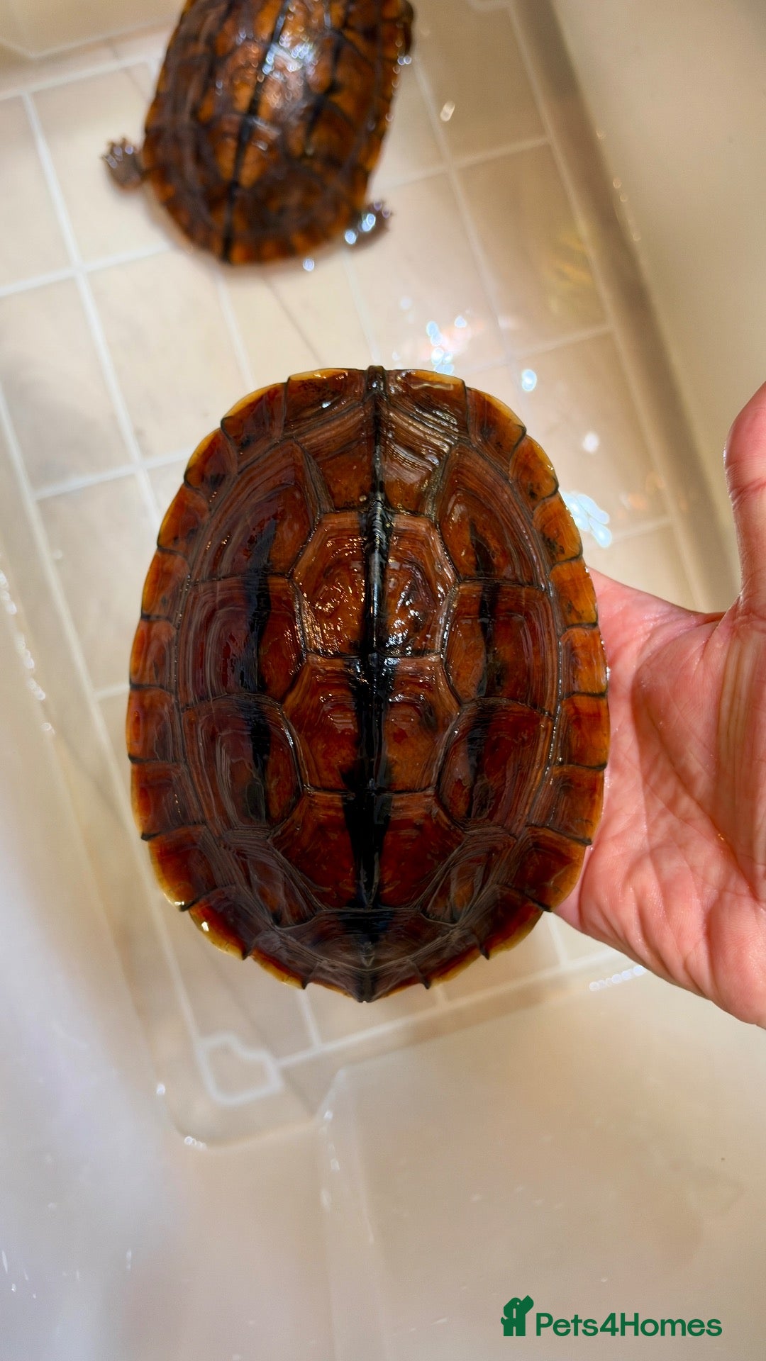 Turtle reptiles for sale: Rare CB  Three-striped Box Turtle for sale - Advert 2