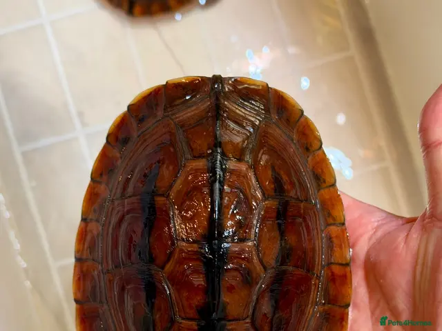 Turtle reptiles for sale: Rare CB Three-striped Box Turtle for sale - Advert 2