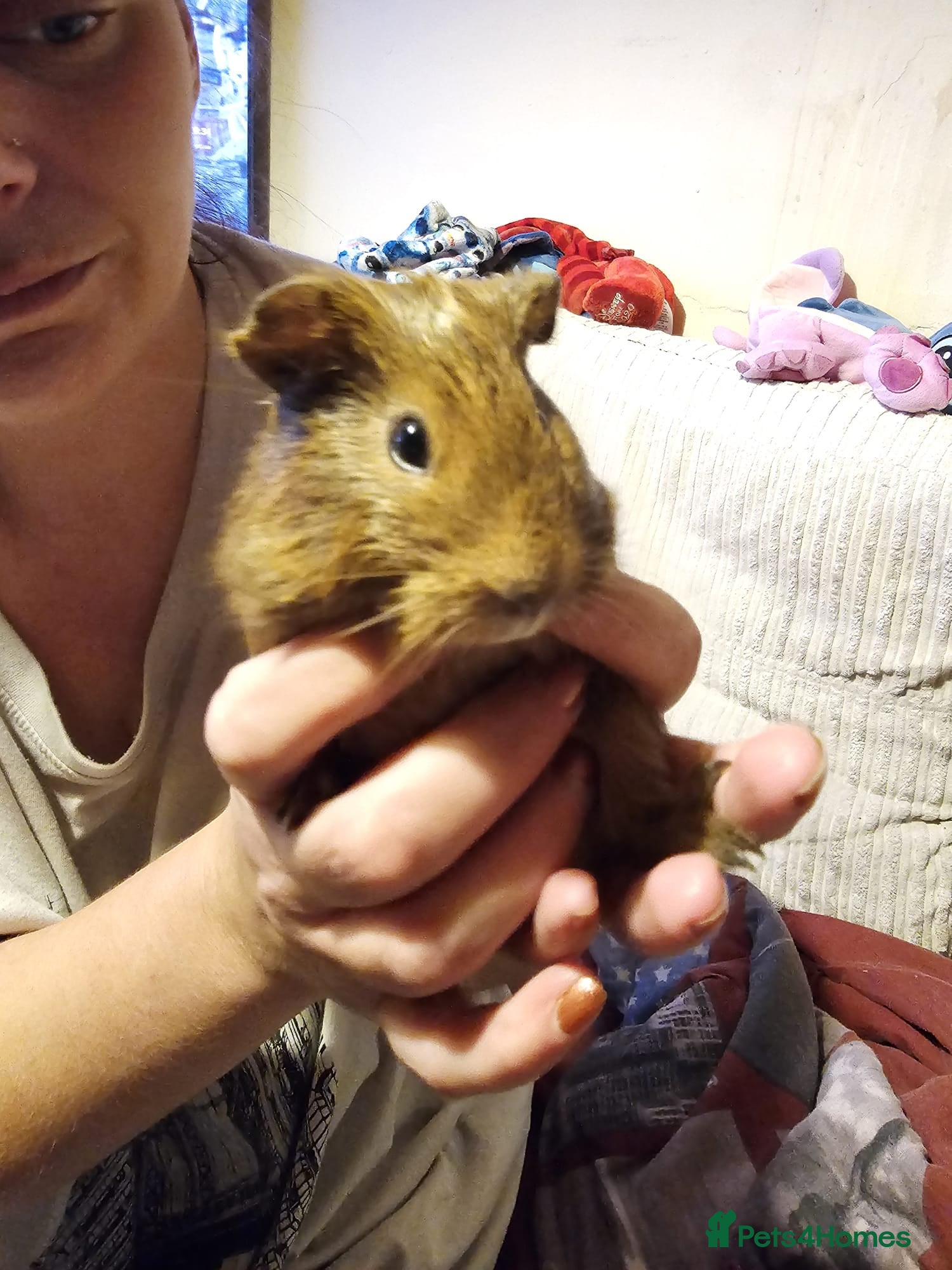Guinea Pig rodents Male guinea pigs  - Advert 5