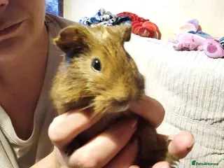 Guinea Pig rodents Male guinea pigs - Advert 22