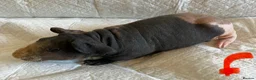 Guinea Pig rodents for sale: Skinny pig pups. Boys and girls  - Advert 10