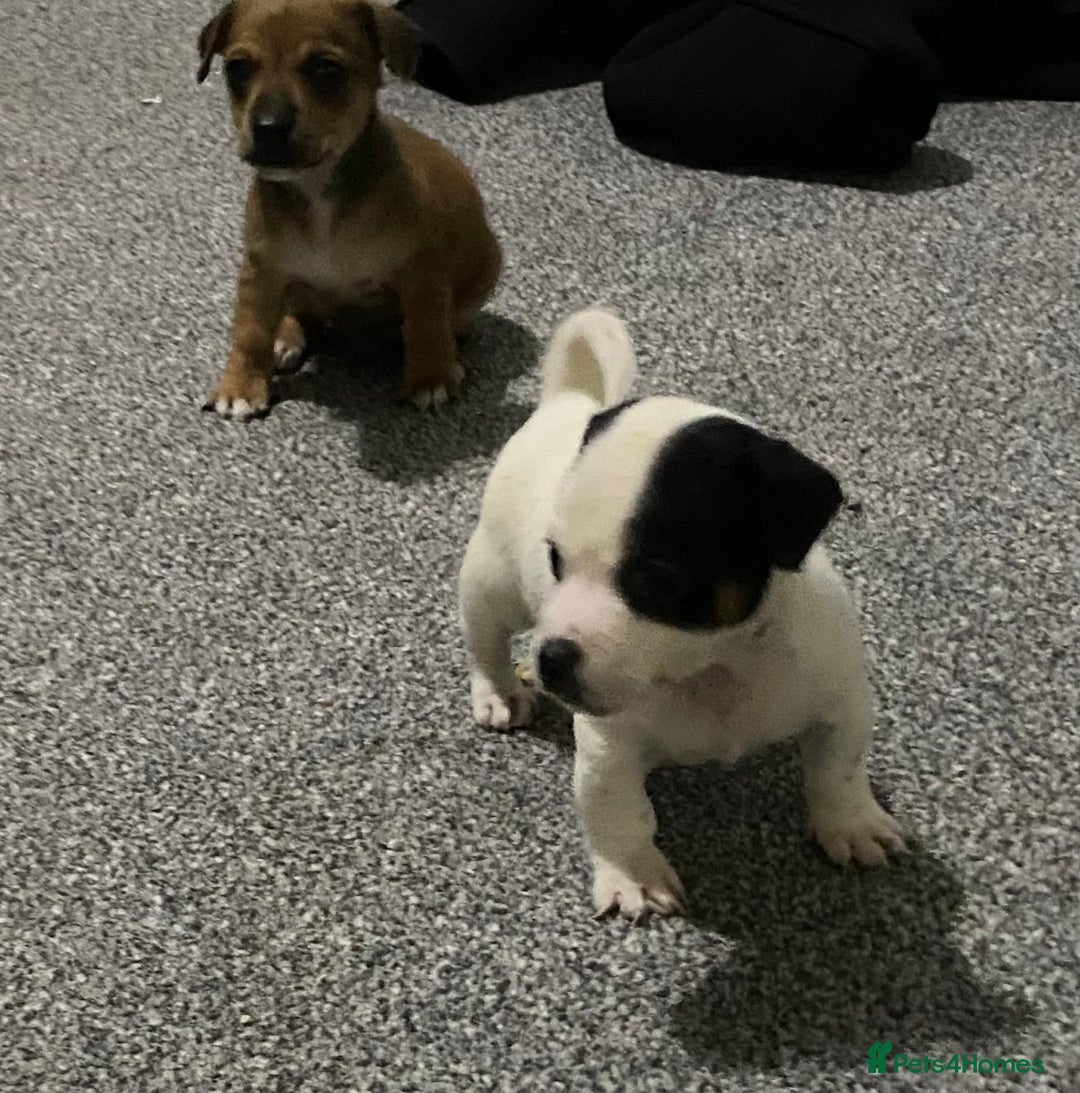 Chihuahua dogs for sale: Beautiful chihuahua puppies for sale  - Advert 6